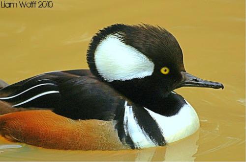 Hooded Merganser1