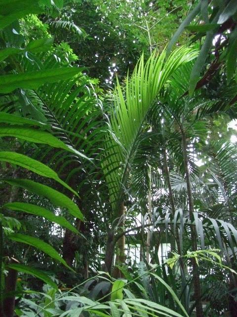 Tropical Rainforest Greenhouse - Jardin des Plantes
