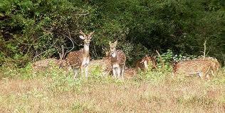 Parambikulam Wildlife Sanctuary