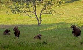 Parambikulam Wildlife Sanctuary