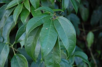 Holboellia latifolia Leaf (18/11/2012, Kew Gardens, London)