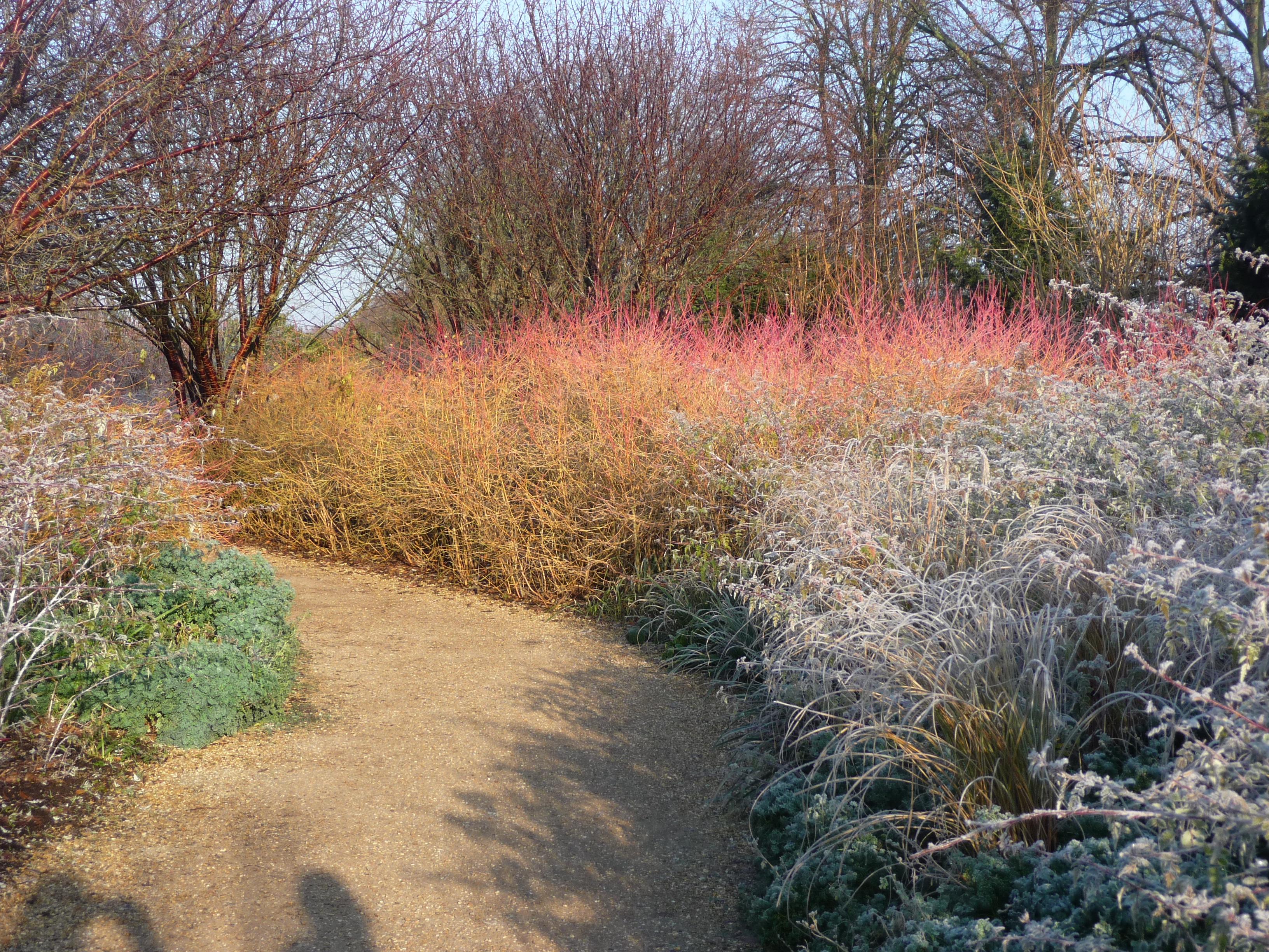 The Winter Garden