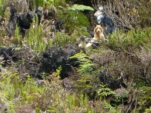 Rare singing dog photographed in New Guinea?