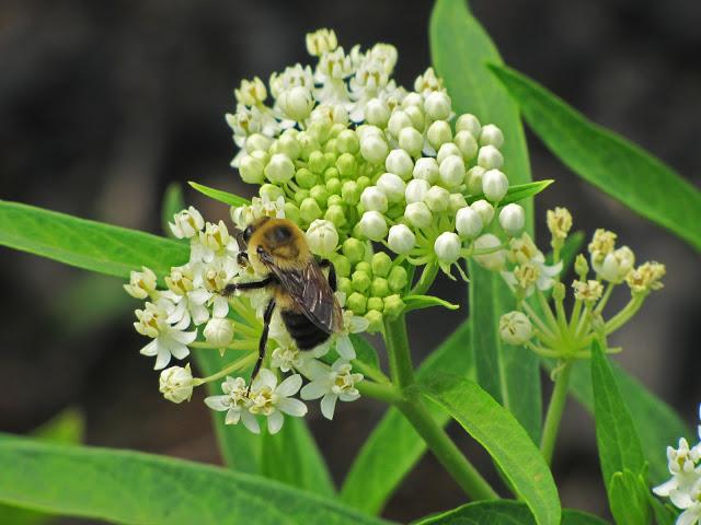 My favorite garden pics of 2012