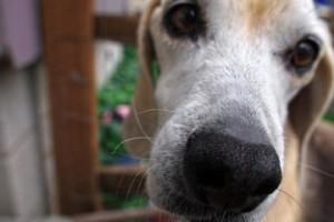 A new leash on infections: dog that sniffs out a deadly superbug