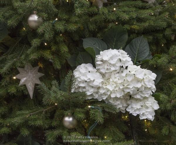 Longwood Gardens - Christmas  - Floral Tree - 2012
