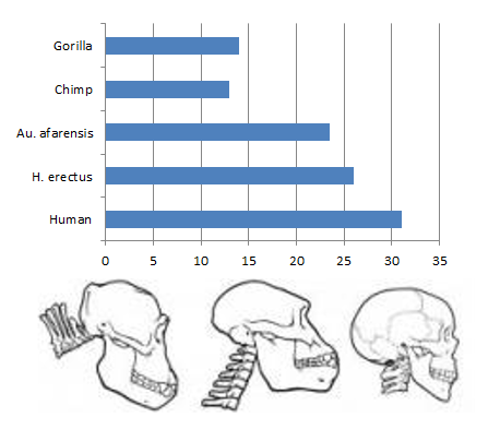 A graph of the location of the foramen magnum and a diagram of its orientation (Australopithecus is the middle image)