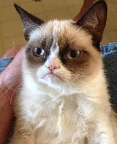 I have no more relevant images so here is a grumpy cat, reflecting my annoyance at the lack of colourful pictures in the research. 