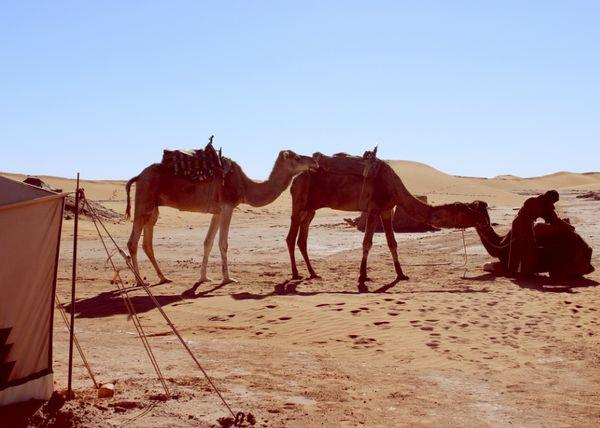 Camels