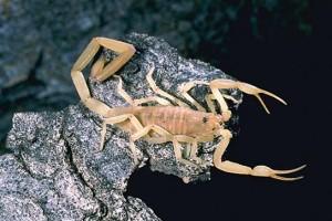 bark scorpion 300x200 Kudos to Phoenix Magazine