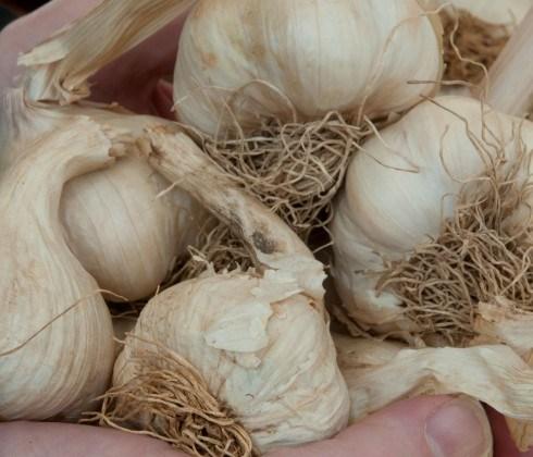 Solent Wight Garlic Bulbs