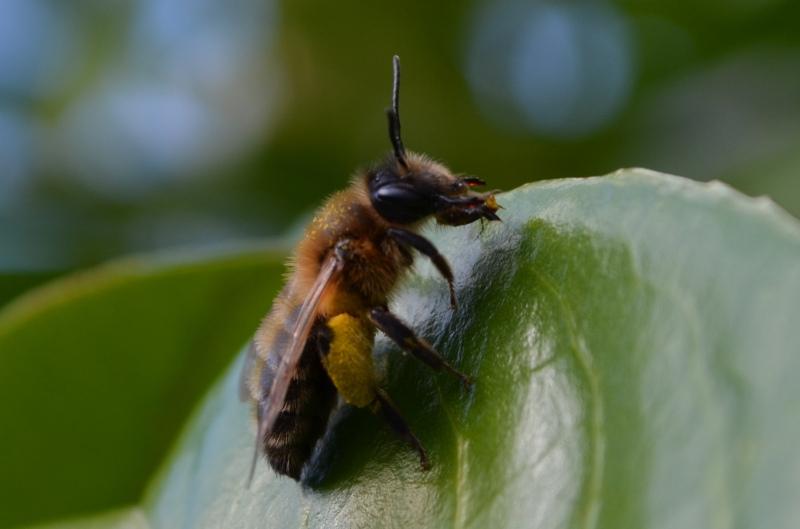 Solitary Bee