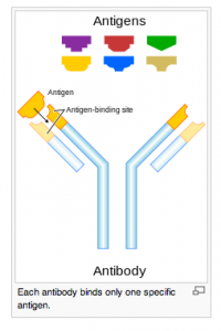 Monoclonal Antibodies (Part 2)