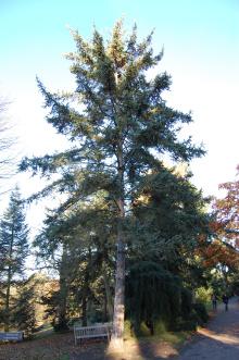 Picea asperata (18/11/2012, Kew Gardens, London)