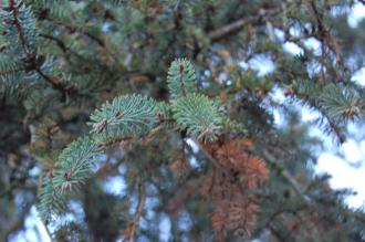 Picea asperata Leaf (18/11/2012, Kew Gardens, London)