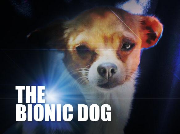 Get Ready for the World's Smallest Bionic DOG!