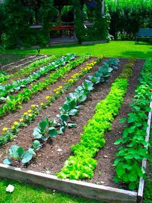 Growing corn in backyard