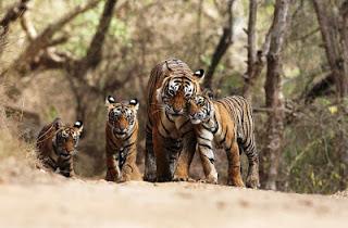 Discover the Wildlife of India Discover the Wildlife of India