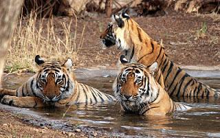 Wildlife Destinations to Visit in India Tour