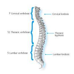 Answers in Genesis v Evoanth #3: Lumbar lordosis