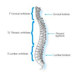 Answers in Genesis v Evoanth #3: Lumbar Lordosis - Paperblog