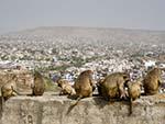 Monkeys sitting on a wall with Jaipur in the background
