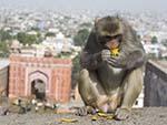 Male monkey eating a mango with the Galta Gate in the background