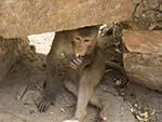 Monkey chilling under the shade of some stones