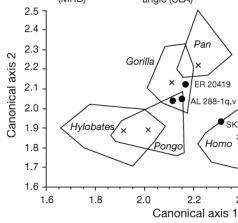 The statistical analysis of Lucy (AL 288) showing it clusters with gorillas and orangutans