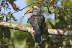 Thattekkad Bird Sanctuary