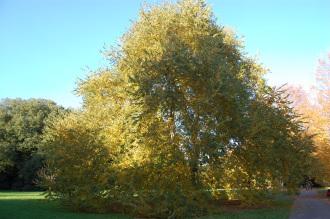 Ulmus villosa (18/11/2012, Kew Gardens, London)