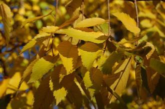 Ulmus villosa Autumn Leaf (18/11/2012, Kew Gardens, London)