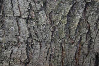 Ulmus villosa Bark (18/11/2012, Kew Gardens, London)