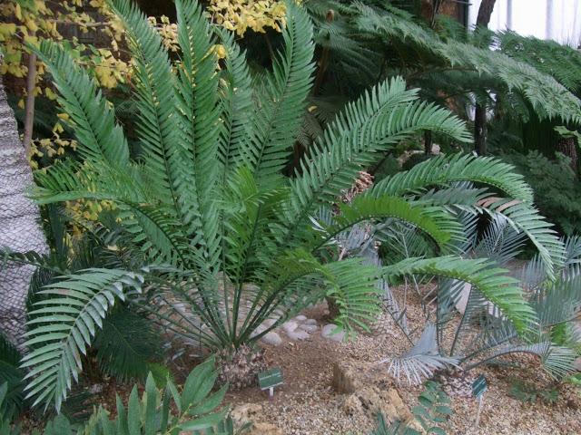 Encephalartos lehmannii