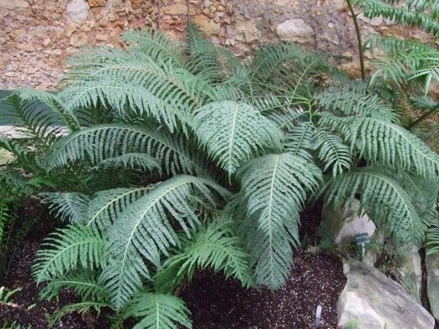 Deserts and Arid, History of Plants - Jardin des Plantes