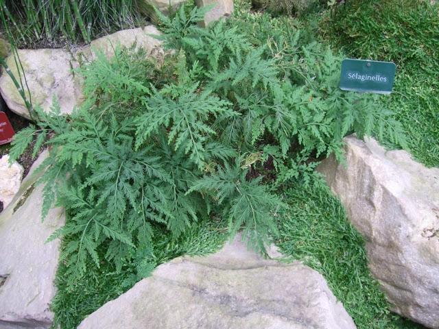 Deserts and Arid, History of Plants - Jardin des Plantes