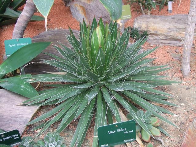 Agave filifera