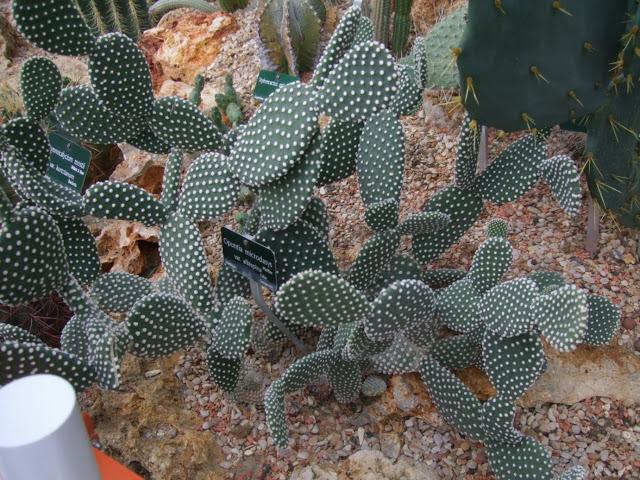 Deserts and Arid, History of Plants - Jardin des Plantes