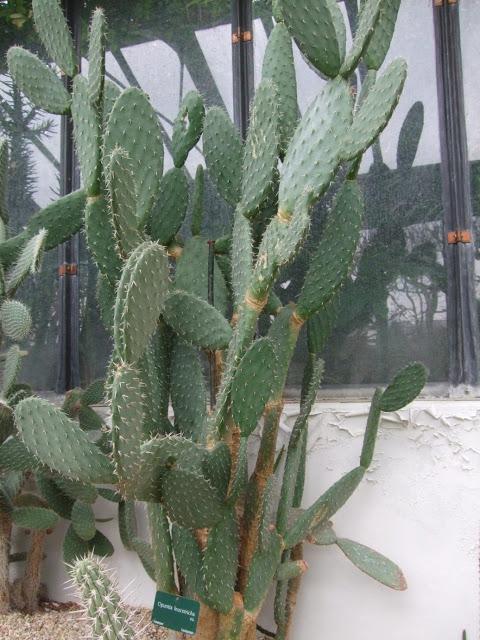 Deserts and Arid, History of Plants - Jardin des Plantes