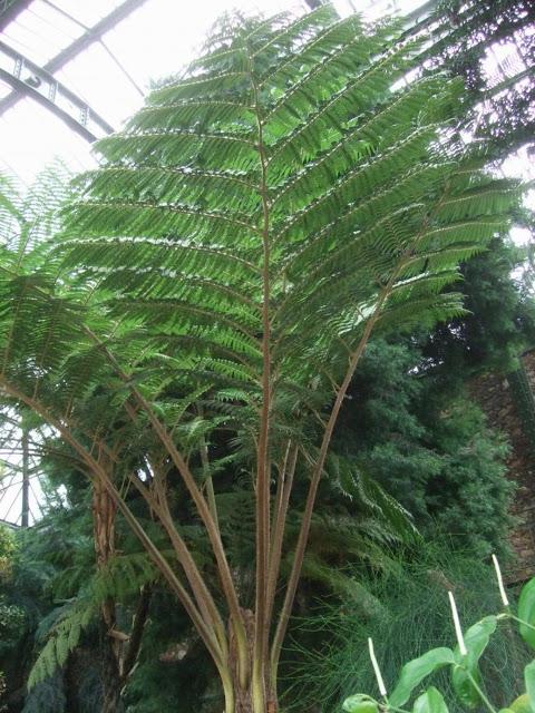 Deserts and Arid, History of Plants - Jardin des Plantes