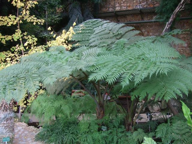 Cyathea robusta