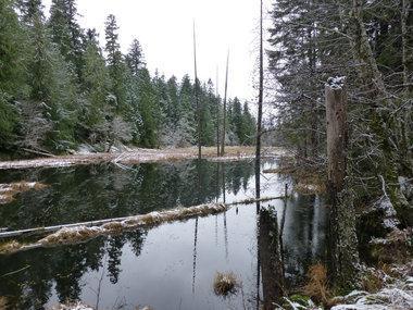 Logging in Mt. Hood National Forest holds controversy for watershed