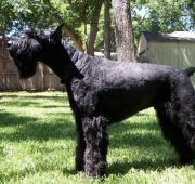 Giant Schnauzer