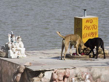Stray dogs eating the offerings near a no photography sign