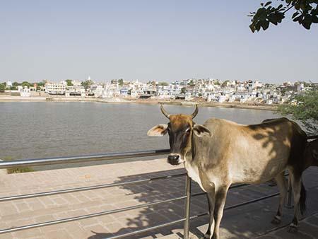 Cow on the edge of Pushkar Lake
