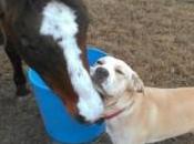 Horse Best Friends Heartwarming Viral Photo