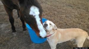 Dog and horse are best friends in heartwarming viral photo