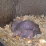 IMG 20121124 153740 150x150 Naked Mole Rats