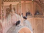 Pigeons roosting on the red stone carvings of the Mehrangarh Fort