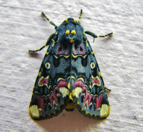 Lily moth1